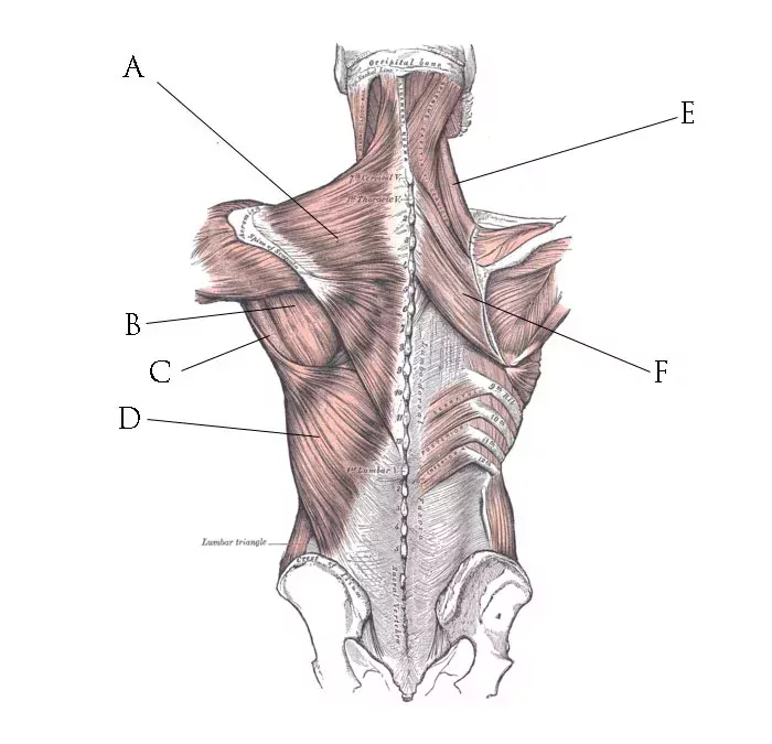 A Simple Exercise for the Posterior Chain (Back)