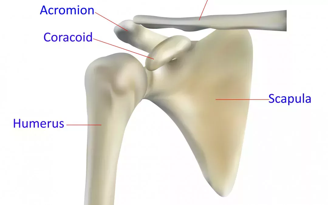 Healthy Shoulders – Keeping it Simple for a Complex Joint